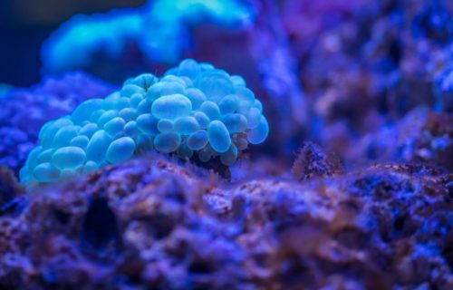Marine fungi gain popularity in cosmeceutical products