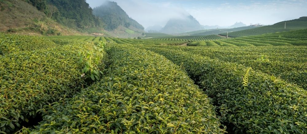 Tea plantation